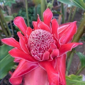 Meet your Posher, Noelle